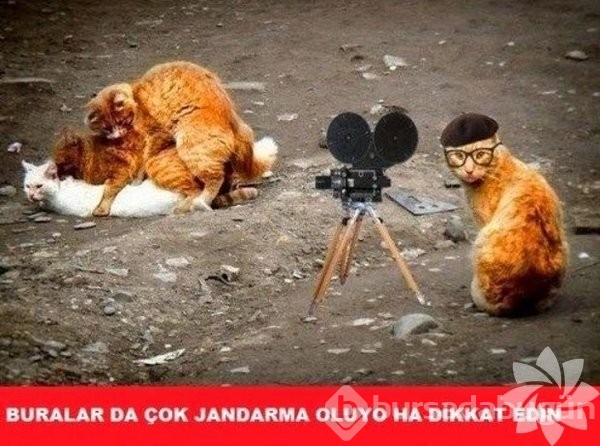 En komik kedi caps'leri...
