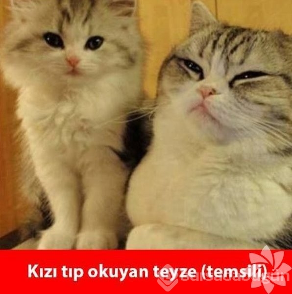 En komik kedi caps'leri...
