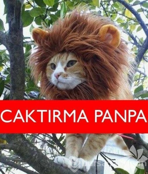 En komik kedi caps'leri...
