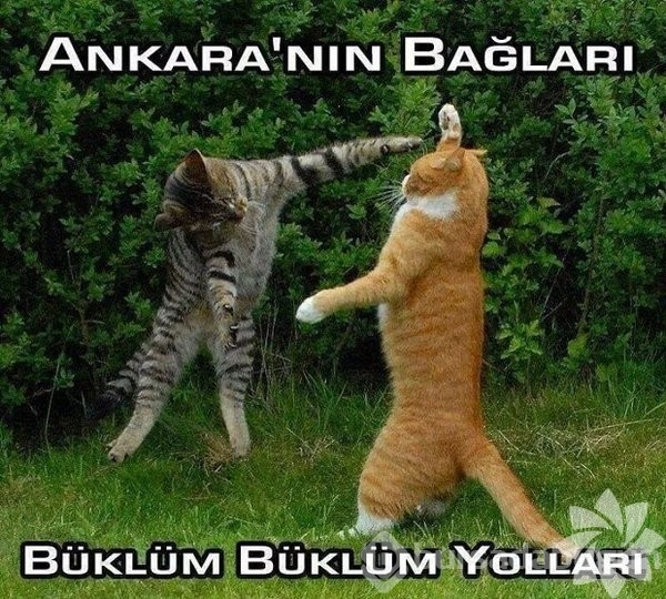 En komik kedi caps'leri...
