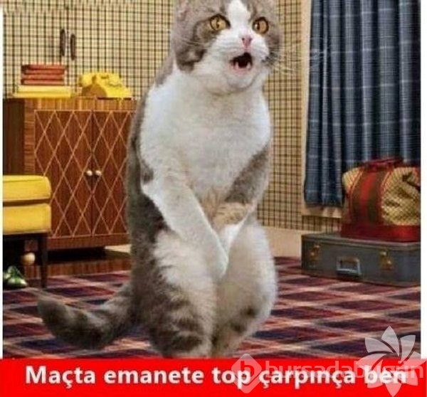 En komik kedi caps'leri...
