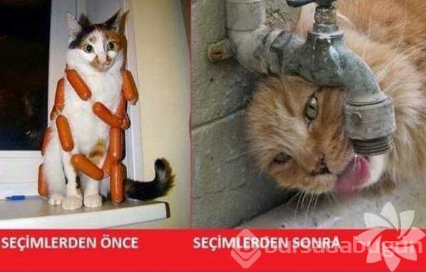 En komik kedi caps'leri...
