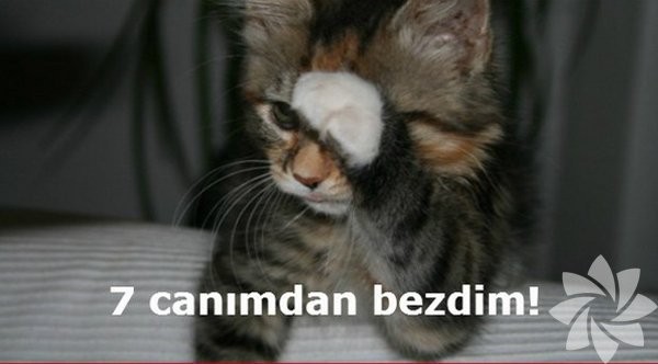 En komik kedi caps'leri...
