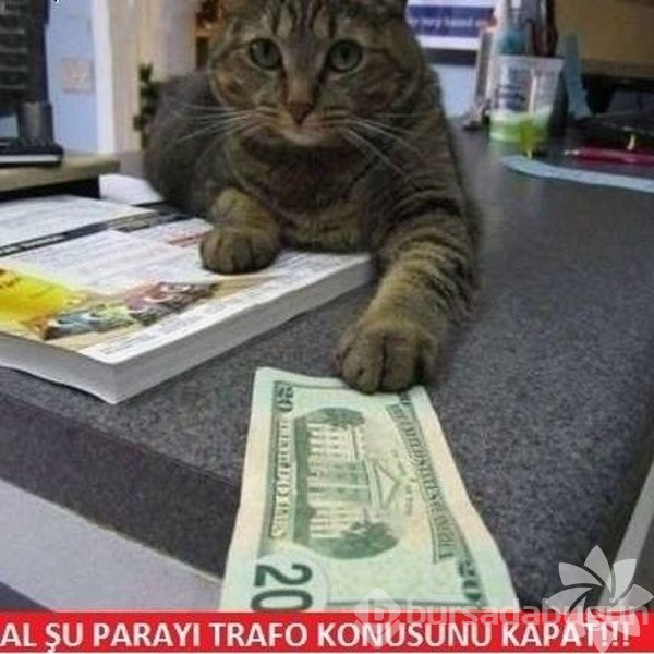 En komik kedi caps'leri...
