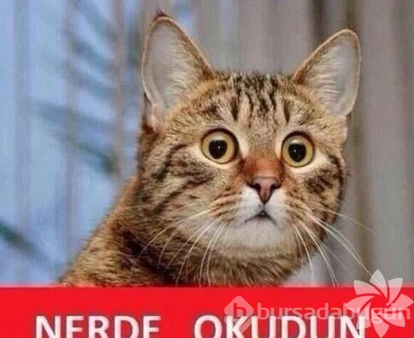En komik kedi caps'leri...
