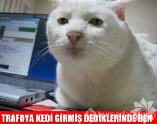 En komik kedi caps'leri...
