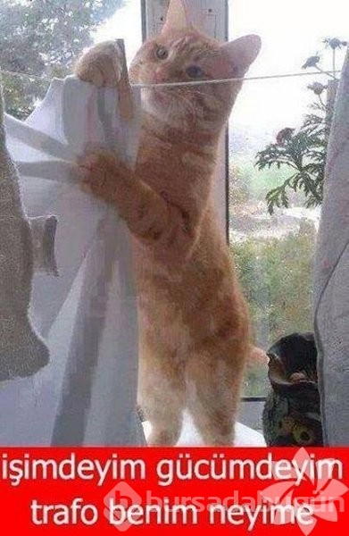 En komik kedi caps'leri...
