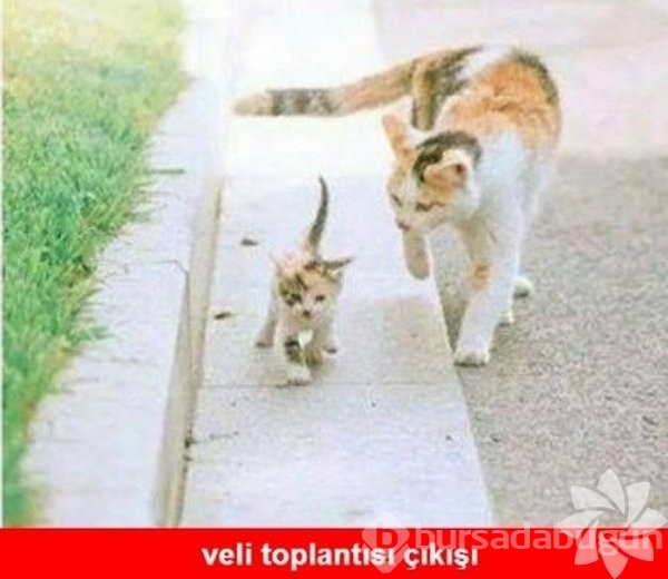 En komik kedi caps'leri...

