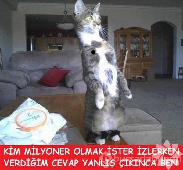 En komik kedi caps'leri...
