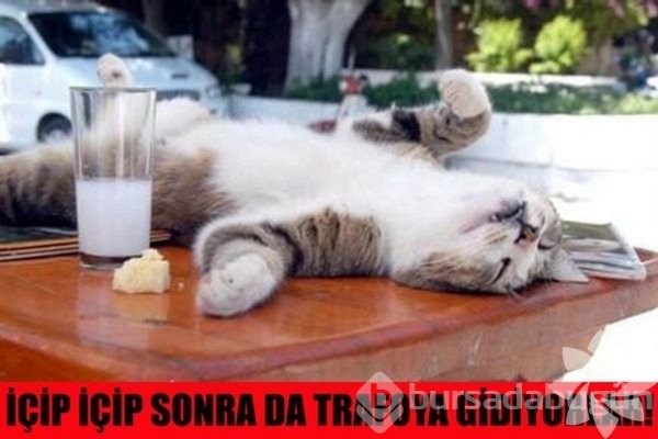 En komik kedi caps'leri...

