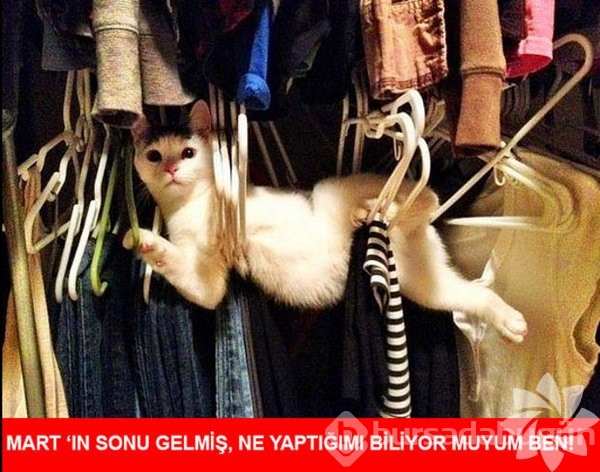 En komik kedi caps'leri...
