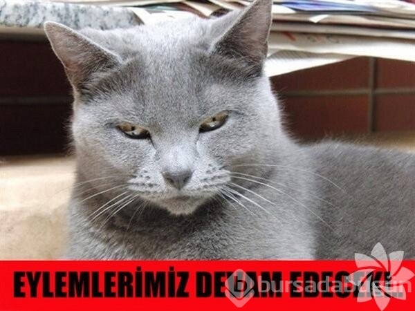En komik kedi caps'leri...
