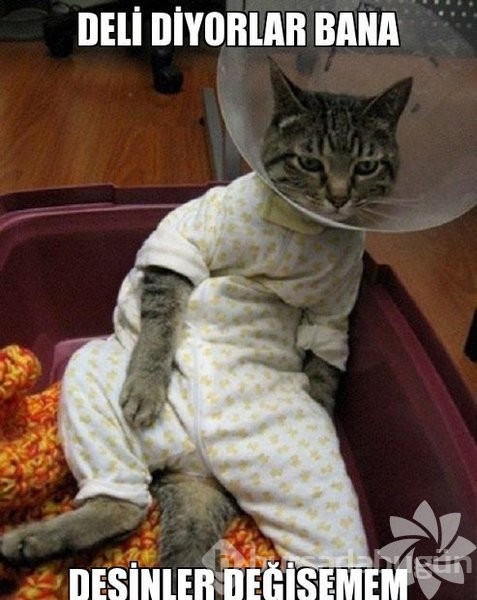 En komik kedi caps'leri...
