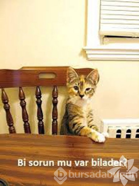 En komik kedi caps'leri...
