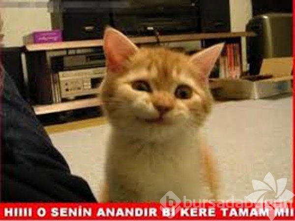 En komik kedi caps'leri...
