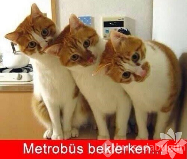 En komik kedi caps'leri...
