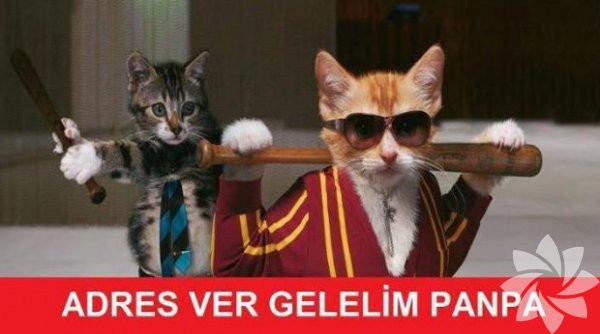 En komik kedi caps'leri...

