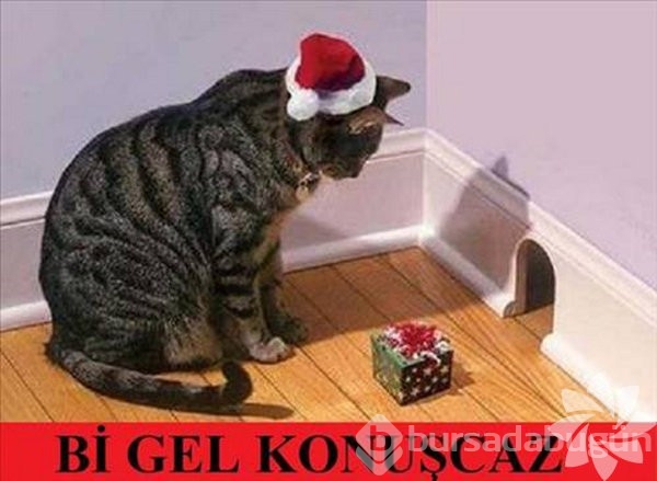En komik kedi caps'leri...
