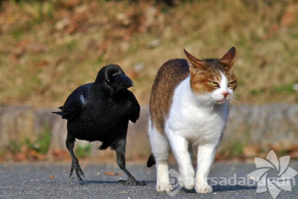 En komik kedi caps'leri...
