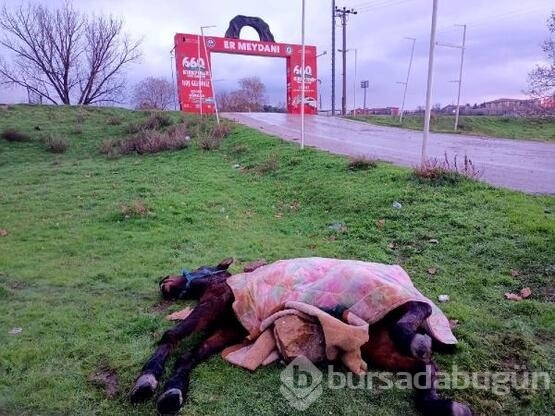 Ölmek üzere olan at için seferber oldular!