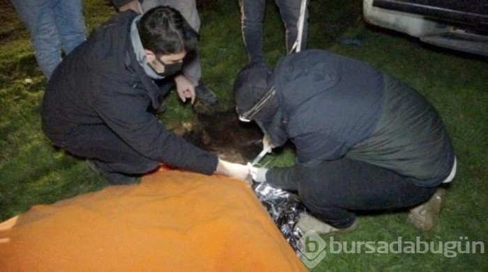 Ölmek üzere olan at için seferber oldular!