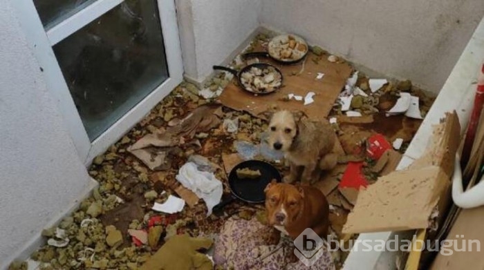 Kötü koşullarda tutulan 2 köpeğe el konuldu!