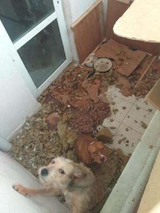 Kötü koşullarda tutulan 2 köpeğe el konuldu!