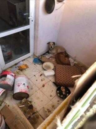 Kötü koşullarda tutulan 2 köpeğe el konuldu!