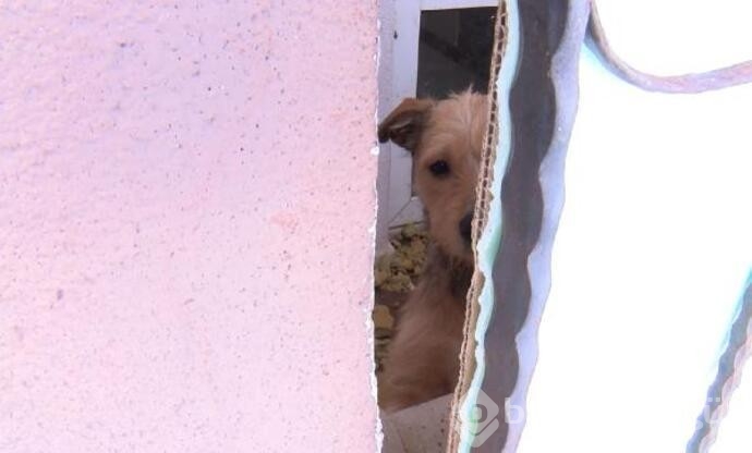 Kötü koşullarda tutulan 2 köpeğe el konuldu!