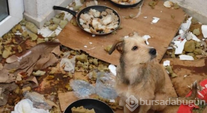 Kötü koşullarda tutulan 2 köpeğe el konuldu!