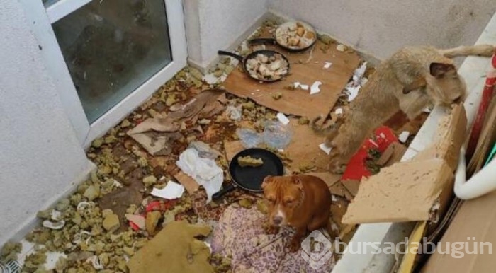 Kötü koşullarda tutulan 2 köpeğe el konuldu!