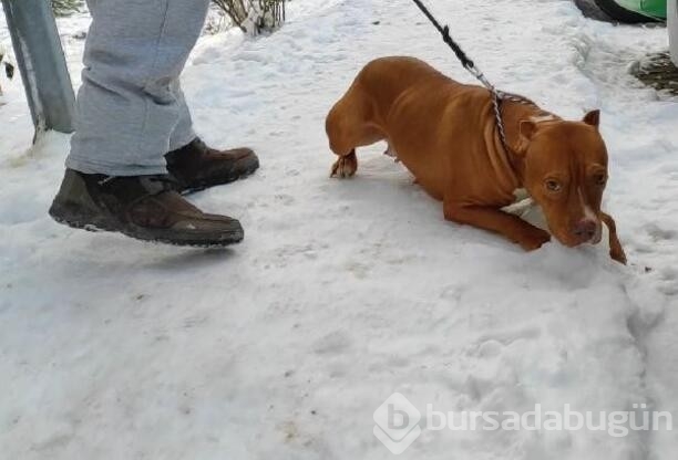 Kötü koşullarda tutulan 2 köpeğe el konuldu!