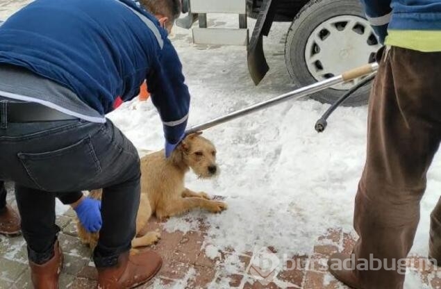 Kötü koşullarda tutulan 2 köpeğe el konuldu!