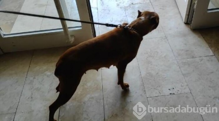 Kötü koşullarda tutulan 2 köpeğe el konuldu!