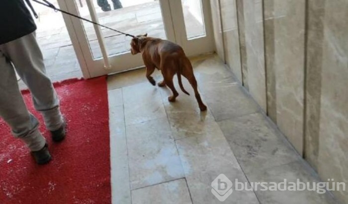 Kötü koşullarda tutulan 2 köpeğe el konuldu!