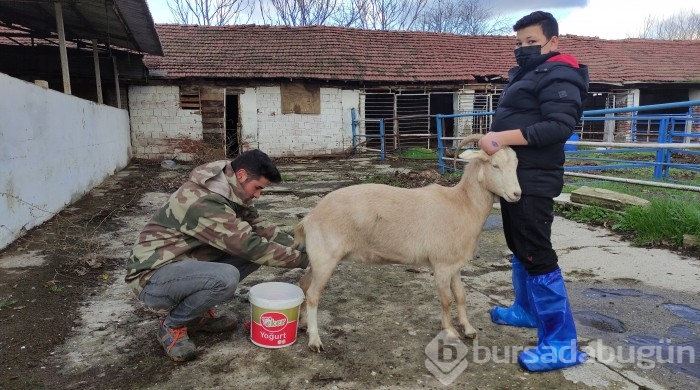 Bursa'da bu öğrenciler keçi sağıp, tavuk bakıyor