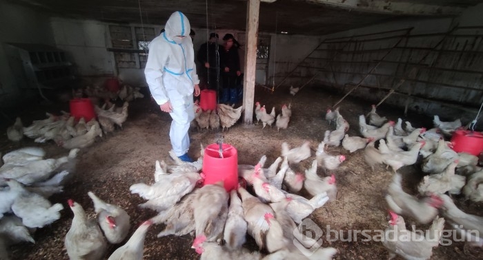 Bursa'da bu öğrenciler keçi sağıp, tavuk bakıyor