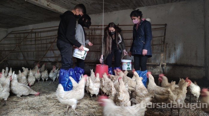 Bursa'da bu öğrenciler keçi sağıp, tavuk bakıyor
