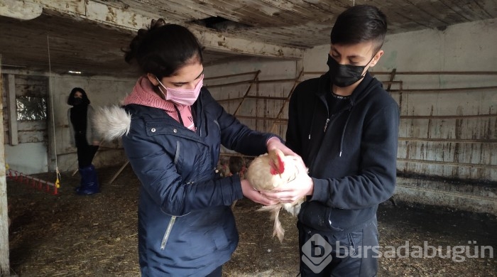 Bursa'da bu öğrenciler keçi sağıp, tavuk bakıyor