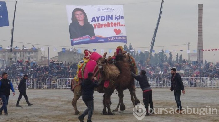 Yılın son deve güreşi binlerce kişi tarafından izlendi
