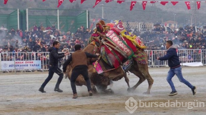 Yılın son deve güreşi binlerce kişi tarafından izlendi
