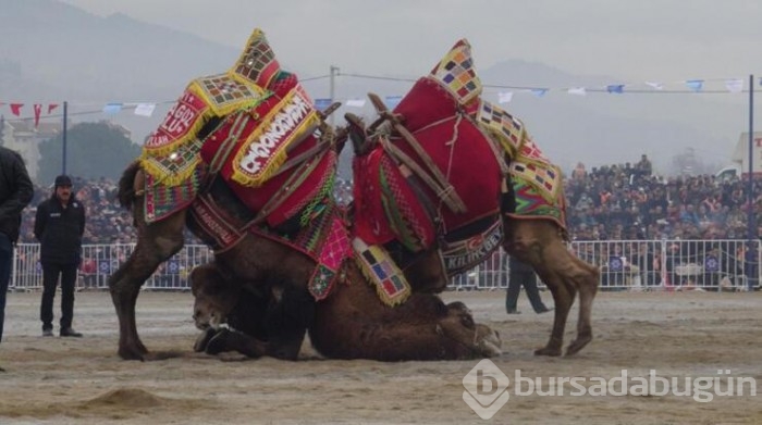 Yılın son deve güreşi binlerce kişi tarafından izlendi
