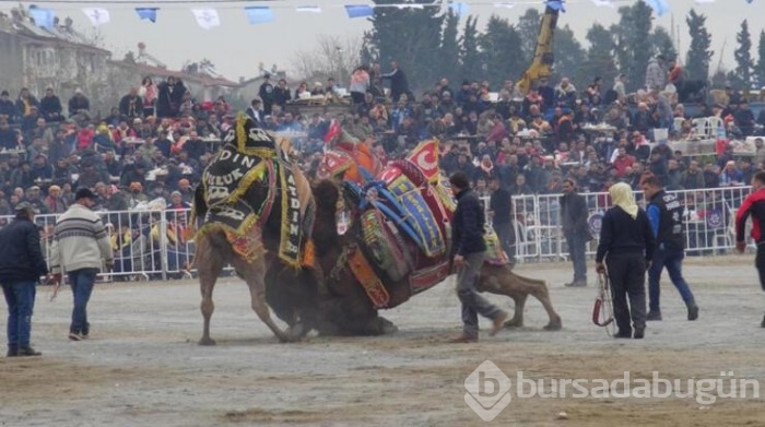 Yılın son deve güreşi binlerce kişi tarafından izlendi
