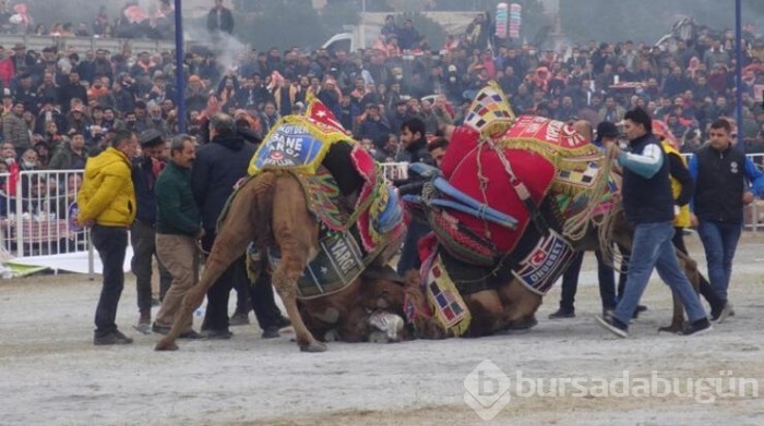 Yılın son deve güreşi binlerce kişi tarafından izlendi
