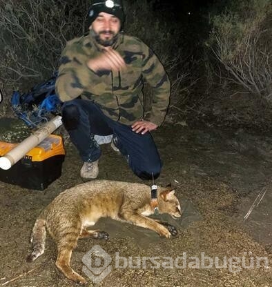 Türkiye'nin uydu vericili ilk saz kedisi 'Latmus'
