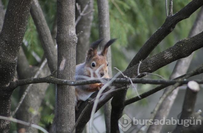 Kasabalılar evden çıkmaya korkar oldu! Nedeni öfke nöbeti geçiren bir sincap
