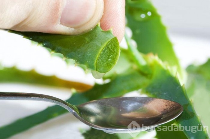 Aloe veranın faydaları