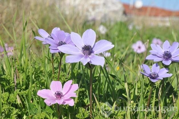 Datça'da anemonlar açtı