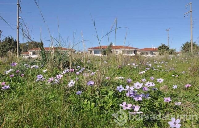 Datça'da anemonlar açtı