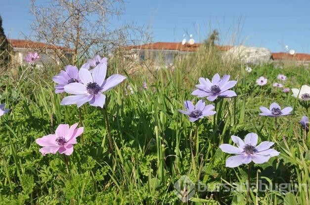 Datça'da anemonlar açtı